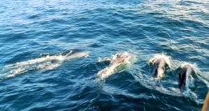 delfini nel mare delle Azzorre