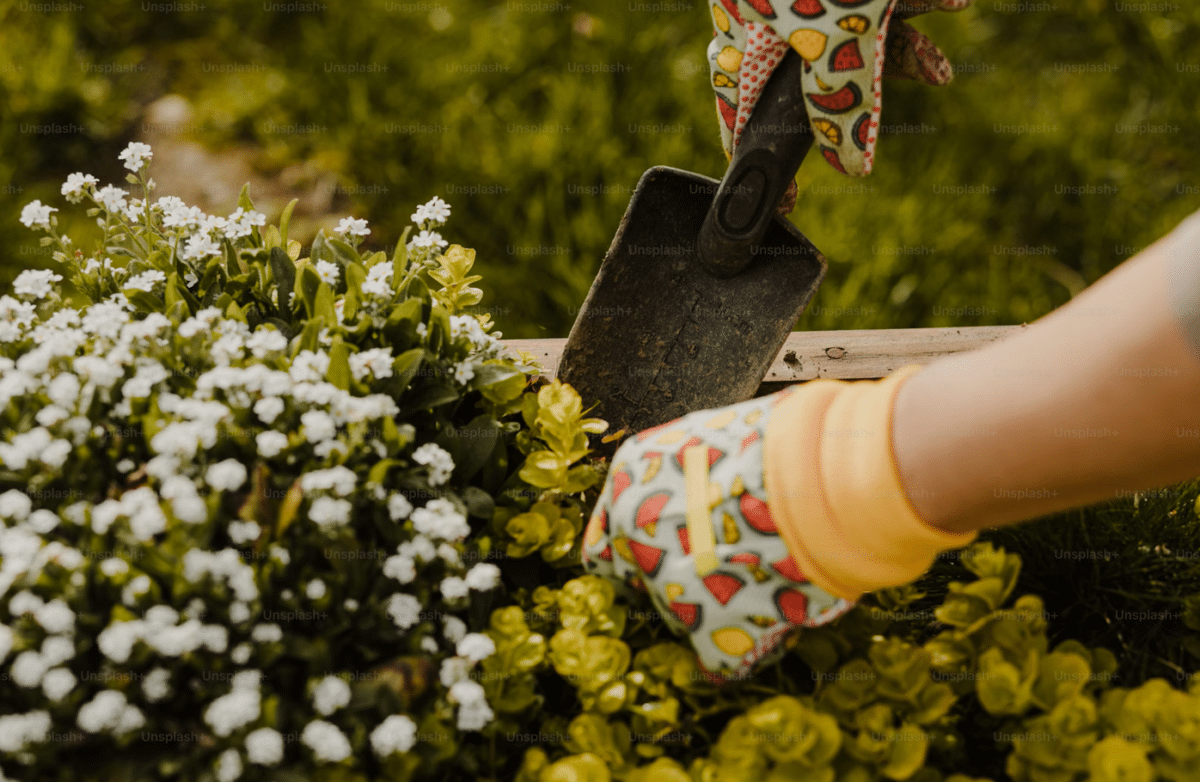 primo piani di mani che curano piante in giardino